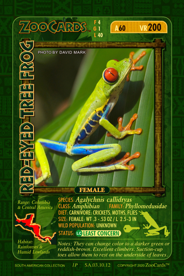 Frog Card